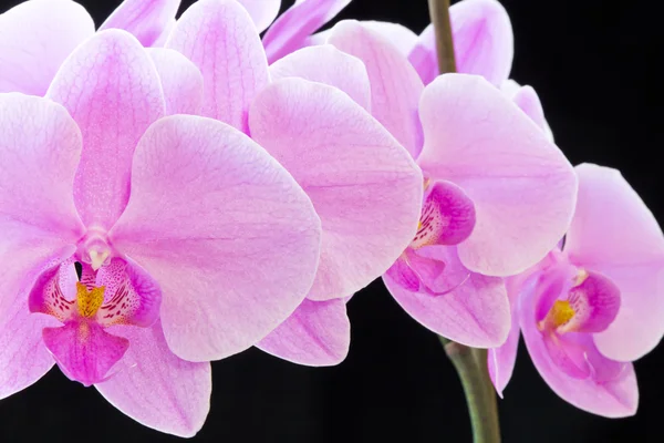 Růžová orchidej — Stock fotografie