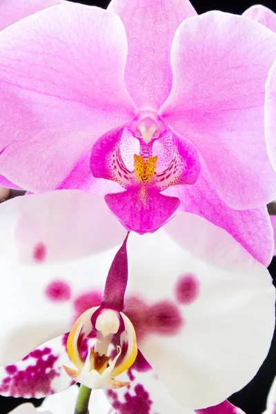 Orquídeas — Fotografia de Stock