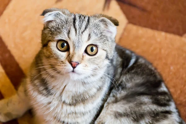 Кошачий портрет с желтыми глазами — стоковое фото