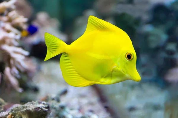 Zebrasoma peixe-tang amarelo — Fotografia de Stock