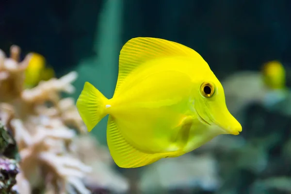 Zebrasoma жовта Тан риби — стокове фото