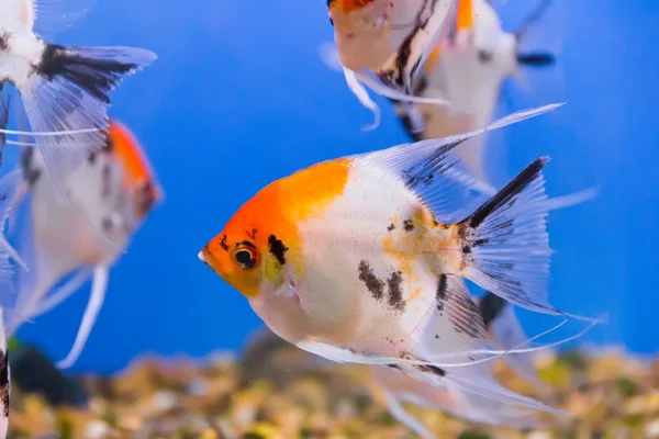 Aquarium fish — Stock Photo, Image