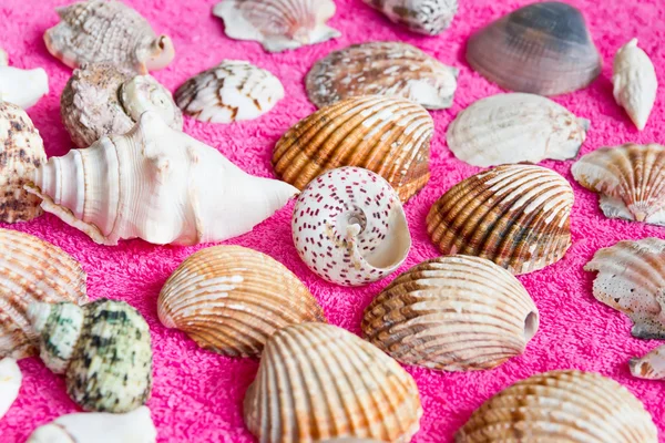 Seashells — Stock Photo, Image