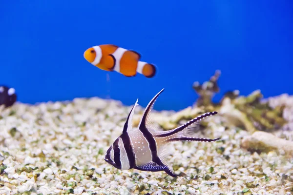 Aquarienfische — Stockfoto