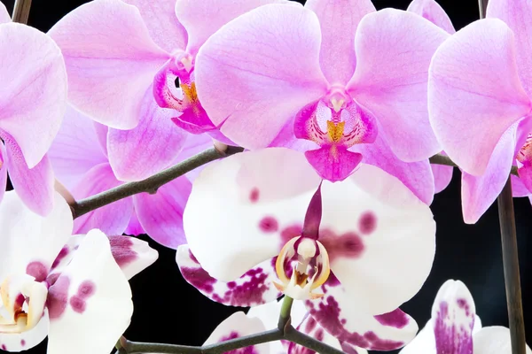 Orchidea — Foto Stock