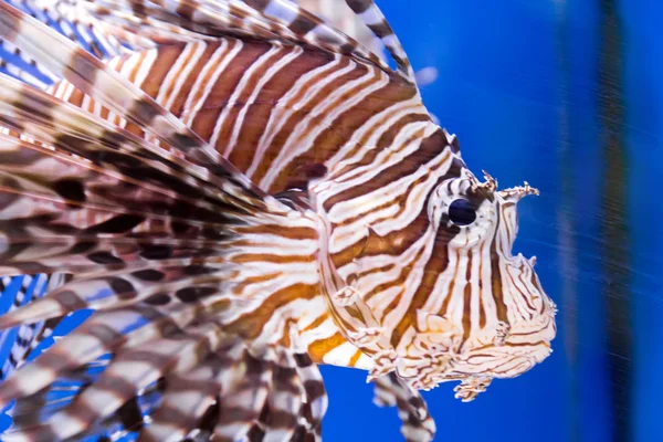 Aquarienfische — Stockfoto