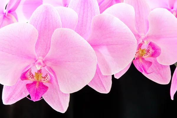 Rosa Orchidee — Stockfoto
