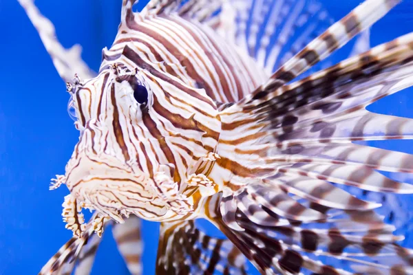 水族館の魚 — ストック写真