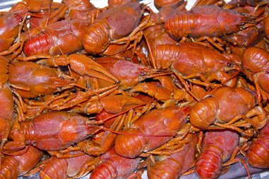 çok crawfishes