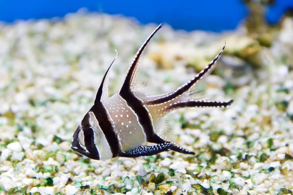 Peixes de aquário — Fotografia de Stock