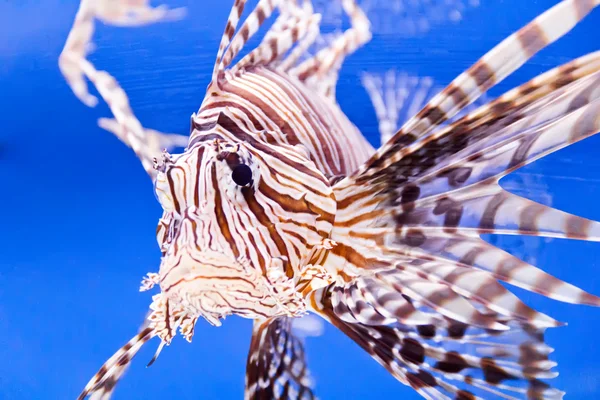 Peixes de aquário — Fotografia de Stock