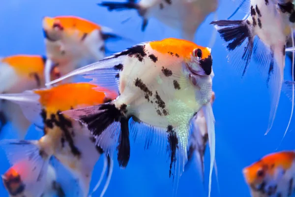 Peces de acuario — Foto de Stock