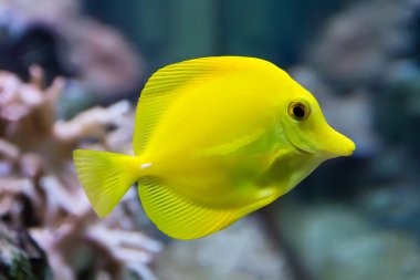 zebrasoma sarı tang balık