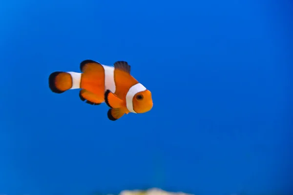 小丑鱼 — 图库照片
