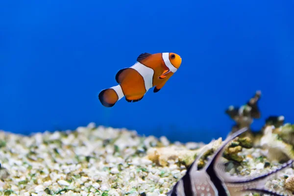 Clown fish — Stock Photo, Image