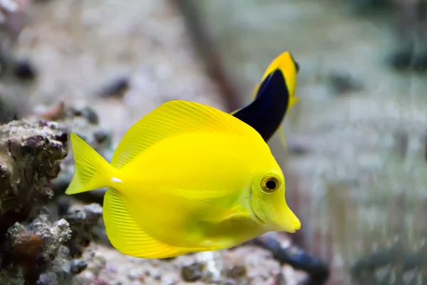 Zebrasoma peixe-tang amarelo — Fotografia de Stock