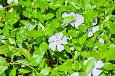 Yaz aylarında çiçek