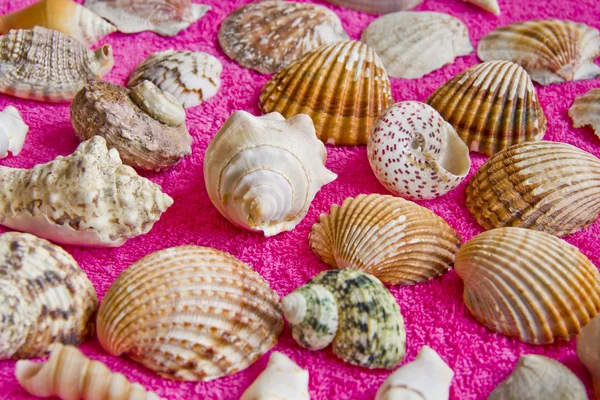 Seashells — Stock Photo, Image