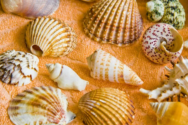 Seashells — Stock Photo, Image