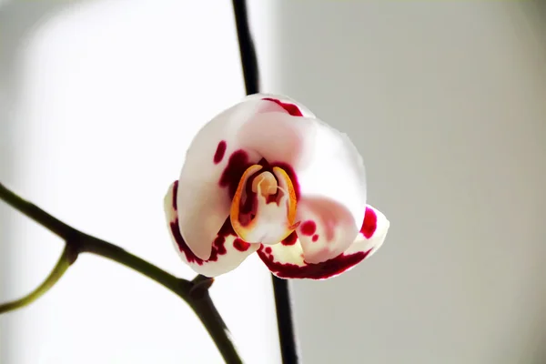 Schöne Orchidee — Stockfoto