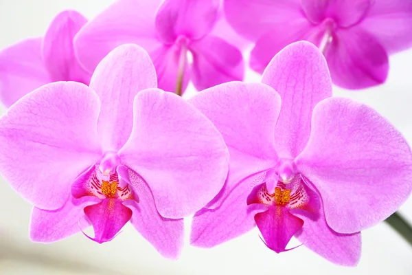 La belle orchidée — Photo