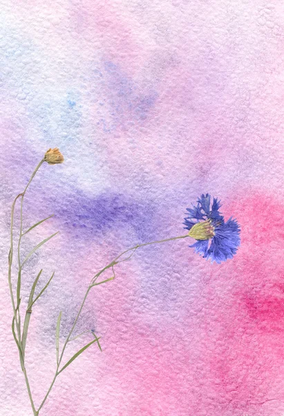 Fundo aquarela colorido com flor — Fotografia de Stock