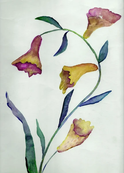 Güzellik çiçek, suluboya resim — Stok fotoğraf