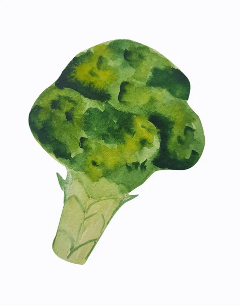 Aquarel Broccoli Geïsoleerd Witte Achtergrond — Stockfoto