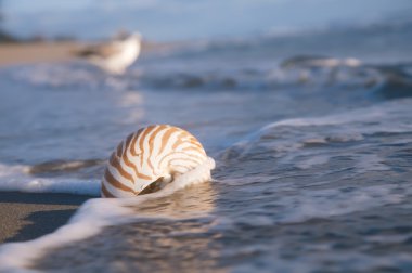 Nautilus kabuğu Plajı ve mavi denizi