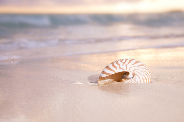 golden sunrise and nautilus shell in the sea