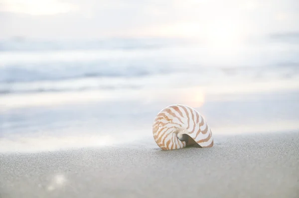 Κοχύλι Ναυτίλος στην παραλία κάτω από τον χρυσαφένιο τροπικό ήλιο ακτίνες — Φωτογραφία Αρχείου
