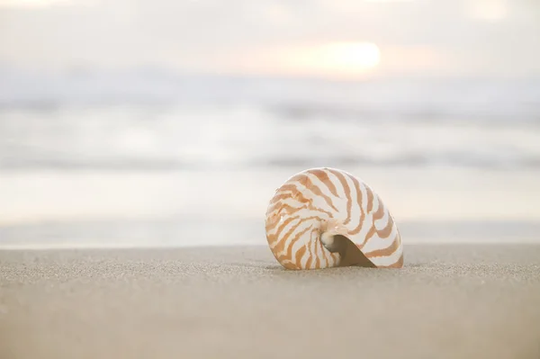 Nautilus-Muschel am Strand, Sonnenaufgang und tropisches Meer — Stockfoto