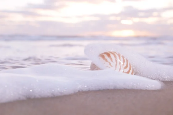Nautilus shell in the sea wave and sunrise light — Stock Photo, Image