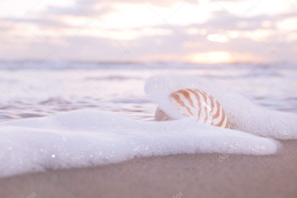 nautilus shell in the sea wave and sunrise light