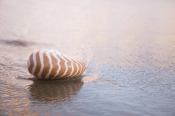 Nautilusschelp op strand, gouden zonsopgang boven tropische zee — Stockfoto