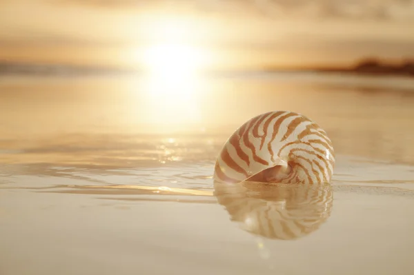 海の黄金の日の出と nautilus シェル — ストック写真