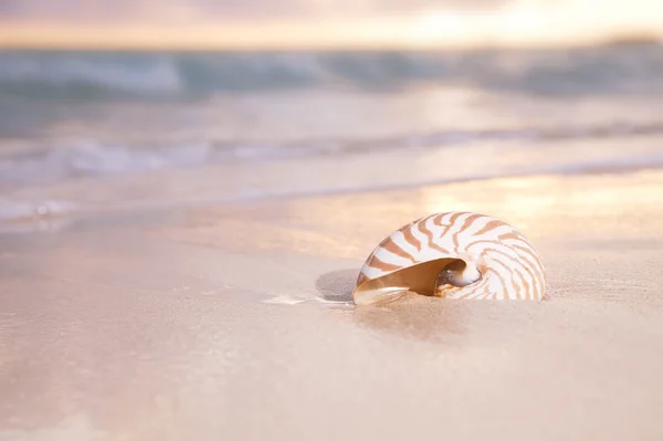 Nascer do sol dourado e concha nautilus no mar — Fotografia de Stock