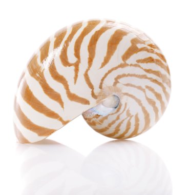 nautilus pompilius deniz kabuğu, beyaz, sığ dof üzerinde izole