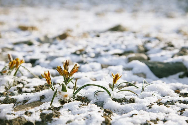 Sárga hóvirág magas hegy-völgy — Stock Fotó