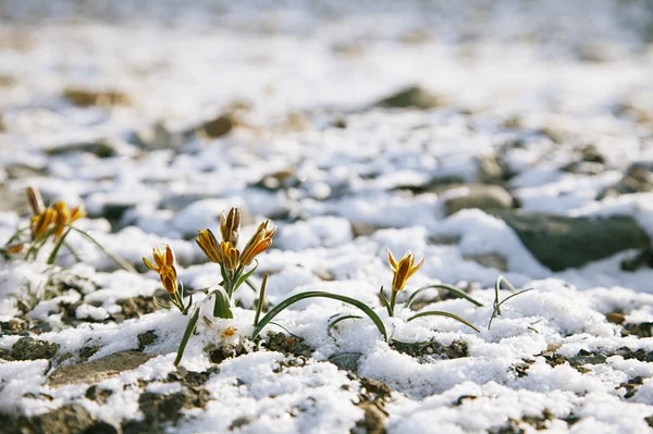 Gotas de neve amarelas no vale alto da montanha — Fotografia de Stock