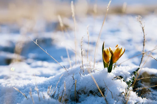 Yellow snowdrop in high mountain valley — Stock Photo, Image
