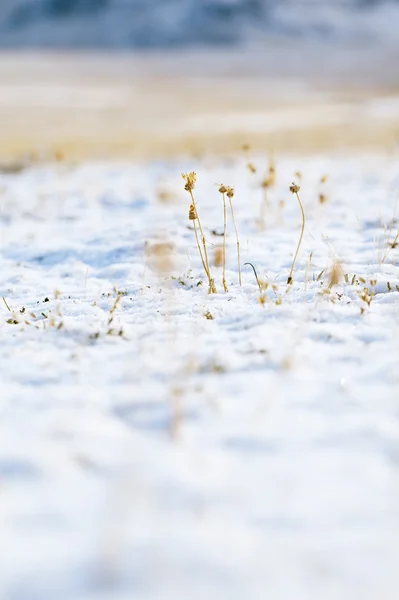 Diminuta flor seca con nieve en valle de alta montaña — Foto de Stock