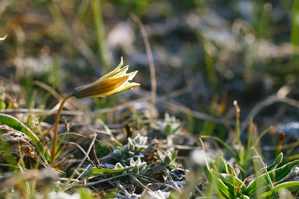 Yellow snowdrop in high mountain valley with frost — Stock Photo, Image
