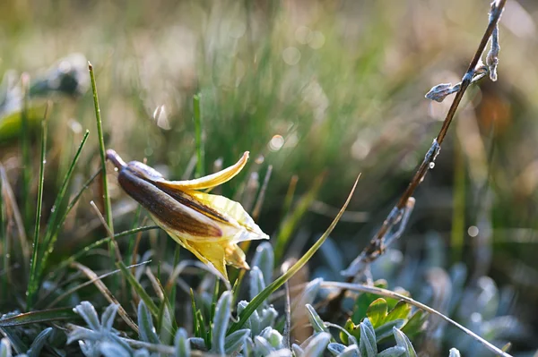 Yellow snowdrop in high mountain valley with frost — Stock Photo, Image