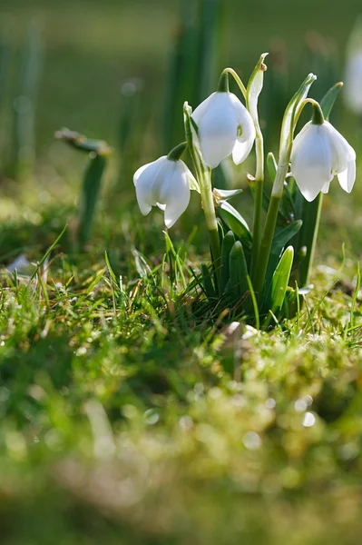 Flor de gota de neve na natureza com gotas de orvalho — Fotografia de Stock