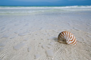 mavi deniz dalgası, sığ dof Nautilus kabuğu