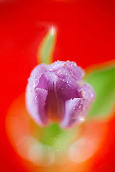 Tulip voorjaar bloem op rode schittering achtergrond — Stockfoto