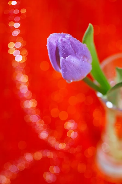 Λουλούδι την άνοιξη σε ποτήρι τουλίπα — Φωτογραφία Αρχείου