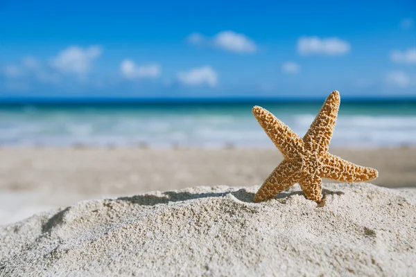 Sjöstjärna med havet, stranden och marinmålning — Stockfoto