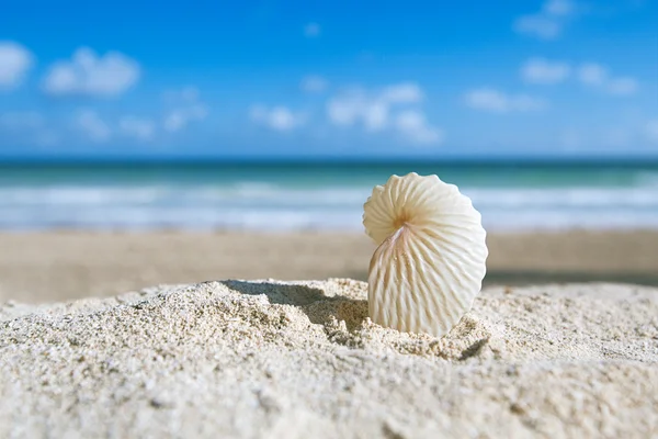 Cáscara de nautilus de papel con océano, playa y paisaje marino —  Fotos de Stock